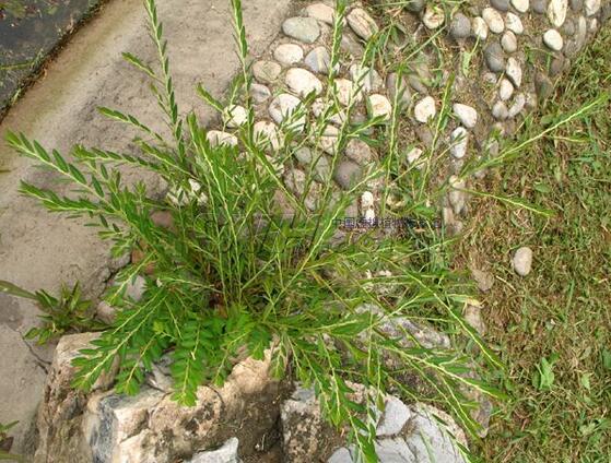 phyllanthus niruri (zhuzicao)