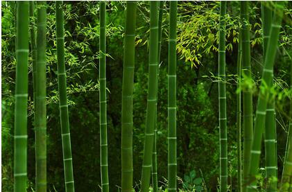 succus bambusae (zhuli)