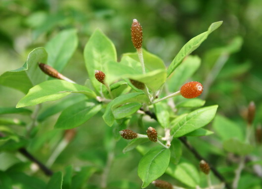 pinellia rhizome works well for cough and dyspnea, coma