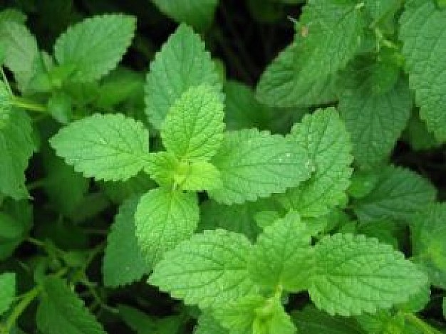 mint herb works wonderfully for intermittent headache
