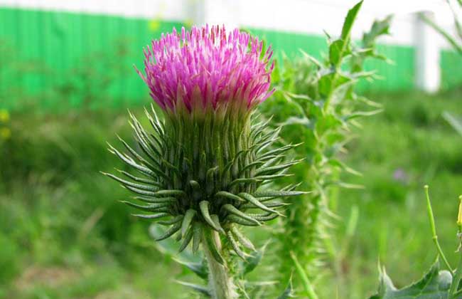 cirsium, a chinese herb used for bleeding, high blood pressure