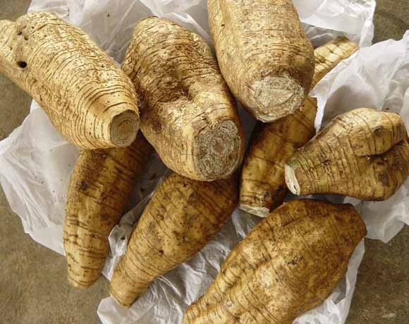 kudzu root is beneficial to diabetes, hypertension