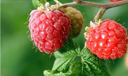 infertility due to uterus cold treated by raspberry fruit