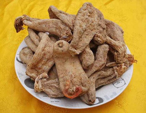 poke root used in the treatment of mastitis, breast cancer