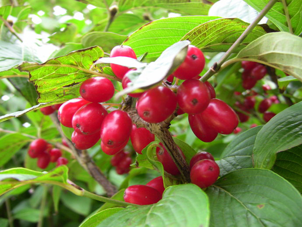 japanese cornelian cherry specific for liver, kidney deficiency
