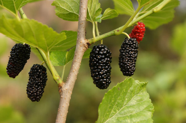 white mulberry to lower high blood pressure(hypertension)