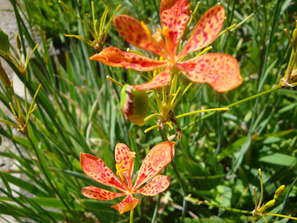 blackberry lily used in the treatment of tonsillitis, bronchitis