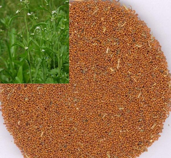 peppergrass seeds, a leading drug for bronchitis, emphysema