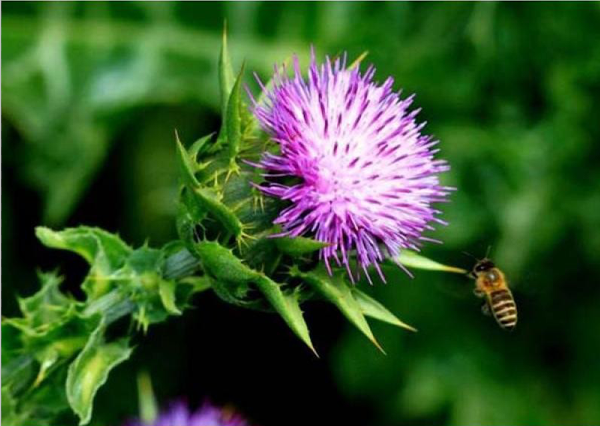 milk thistle, an ancient remedy for liver cirrhosis