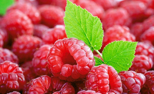 raspberry leaf, a good natural remedy for menstrual cramps