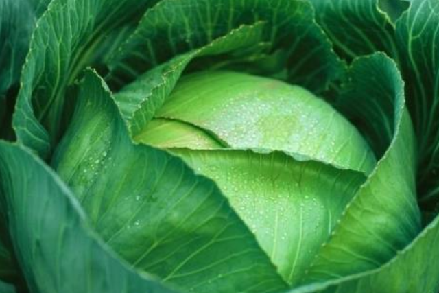 cooked cabbage, a long time standard natural cure for colitis