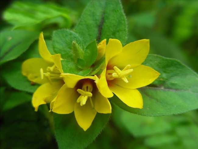 tcm remedy for gallstones is gold coin herb, lysmachia