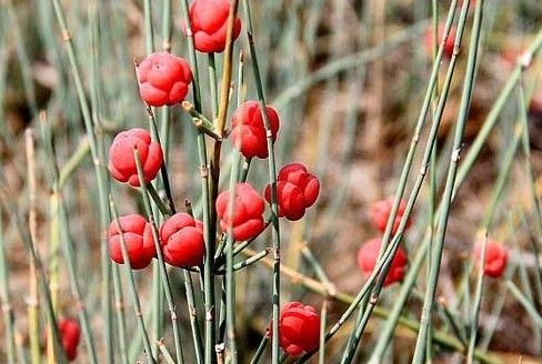 ephedra used for common cold, chest tightness, cough, wheezing