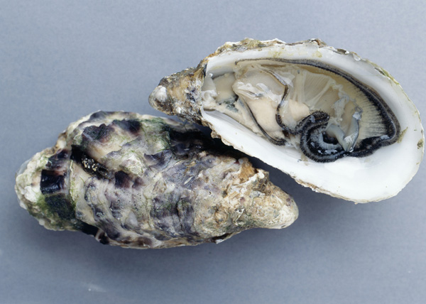 oyster shells to cure dizziness, irritability, tinnitus