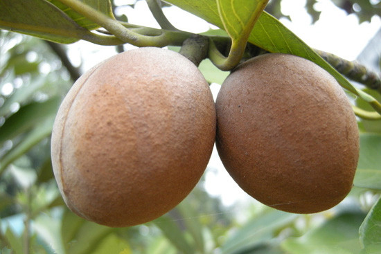nutmeg used to cure epigastric abdominal pain, vomiting