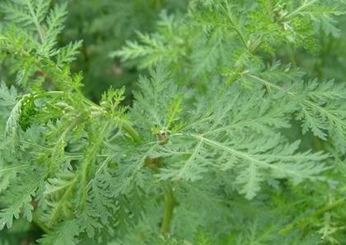 wormwood is used for the malaria treatment