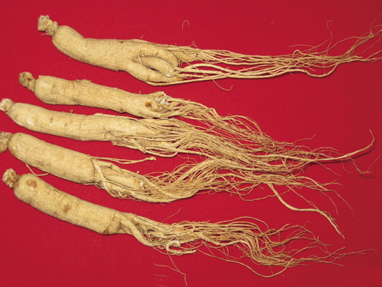 using ginseng root to get rid of impotence, asthma