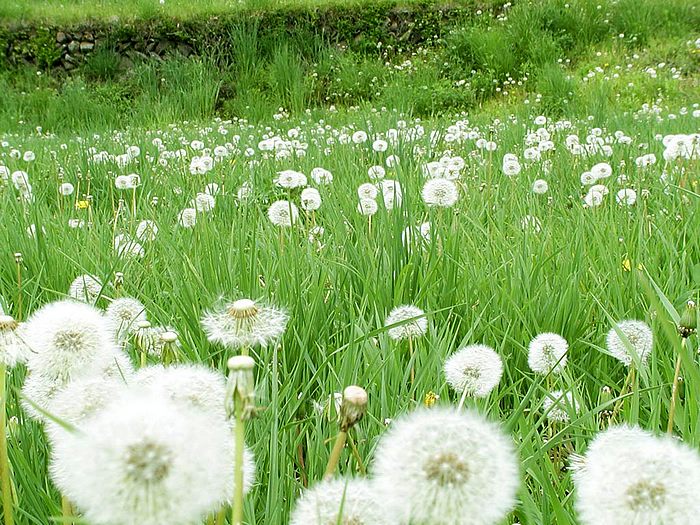 dandelion, an antipyretic and an antidote to heat toxicity