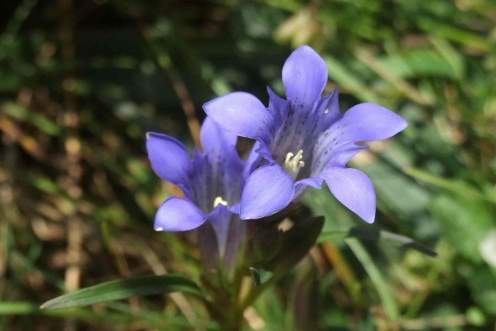 gentiana widely used for the treatment of to treat stroke