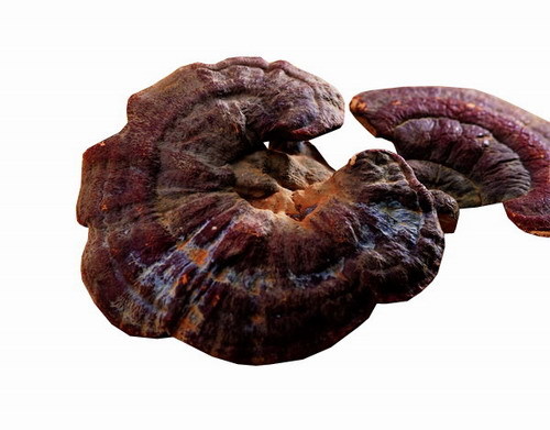 specimen of ganoderma