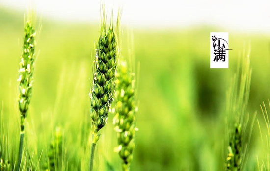 living tips at grain buds in 24 solar terms of china