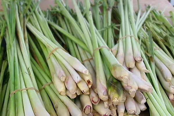 how lemongrass herb helps to treat and prevent cancers