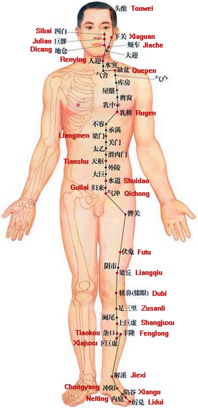 stomach meridian of foot yangming